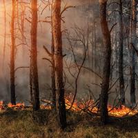 Waldbrände direkt im Weltraum erkennen